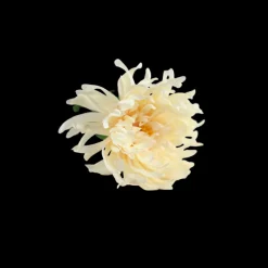 Basic u0026 More Blomst i Cream Farve. 63cm> Blomster