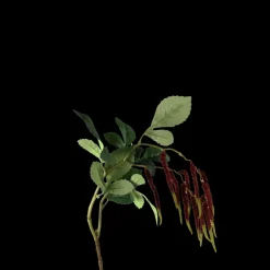 Basic u0026 More Grass (H85cm) Rød> Blomster