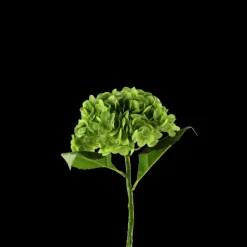 Basic u0026 More Hortensia Blomst (H55cm) Grøn> Blomster