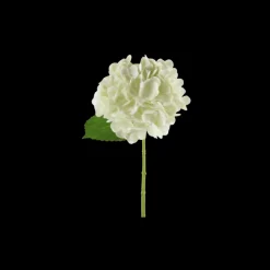 Basic u0026 More Hortensia Blomst (H32cm) Hvid> Blomster