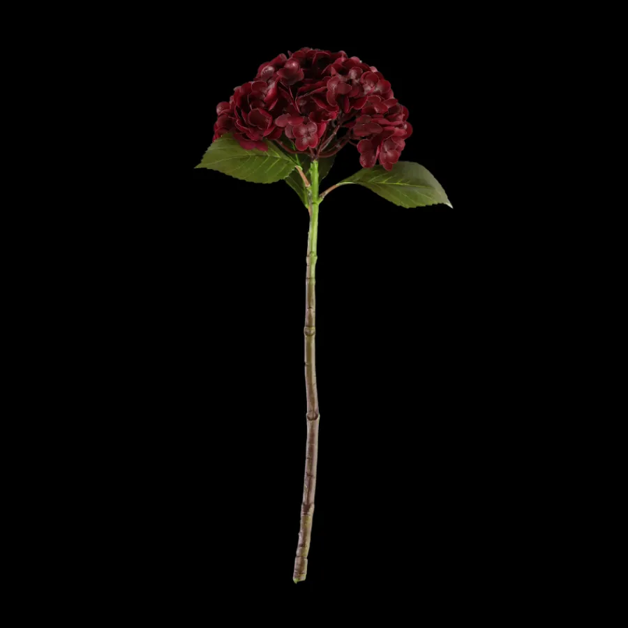 Basic u0026 More Hortensia Blomst (H55cm) Bordeaux> Blomster