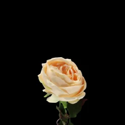 Basic u0026 More Rose i Champagne Farve. 68cm> Blomster