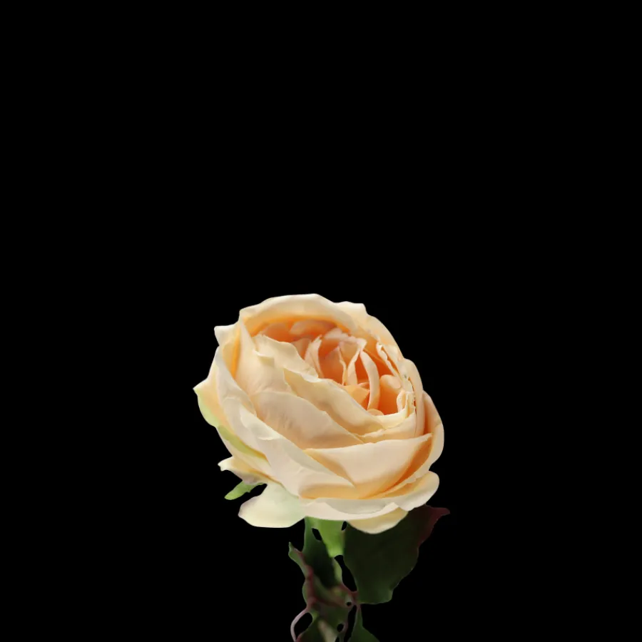 Basic u0026 More Rose i Champagne Farve. 68cm> Blomster